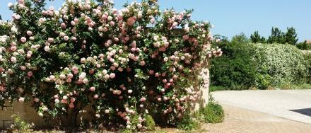 Holiday home Fiorite Riola Sardo